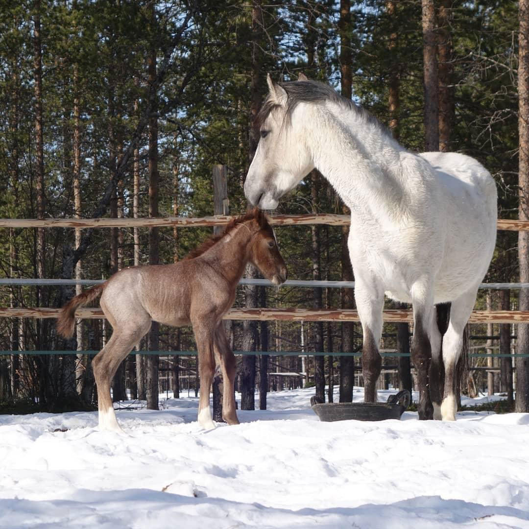 SRPMIC Foal in Finland Gets Name From Community