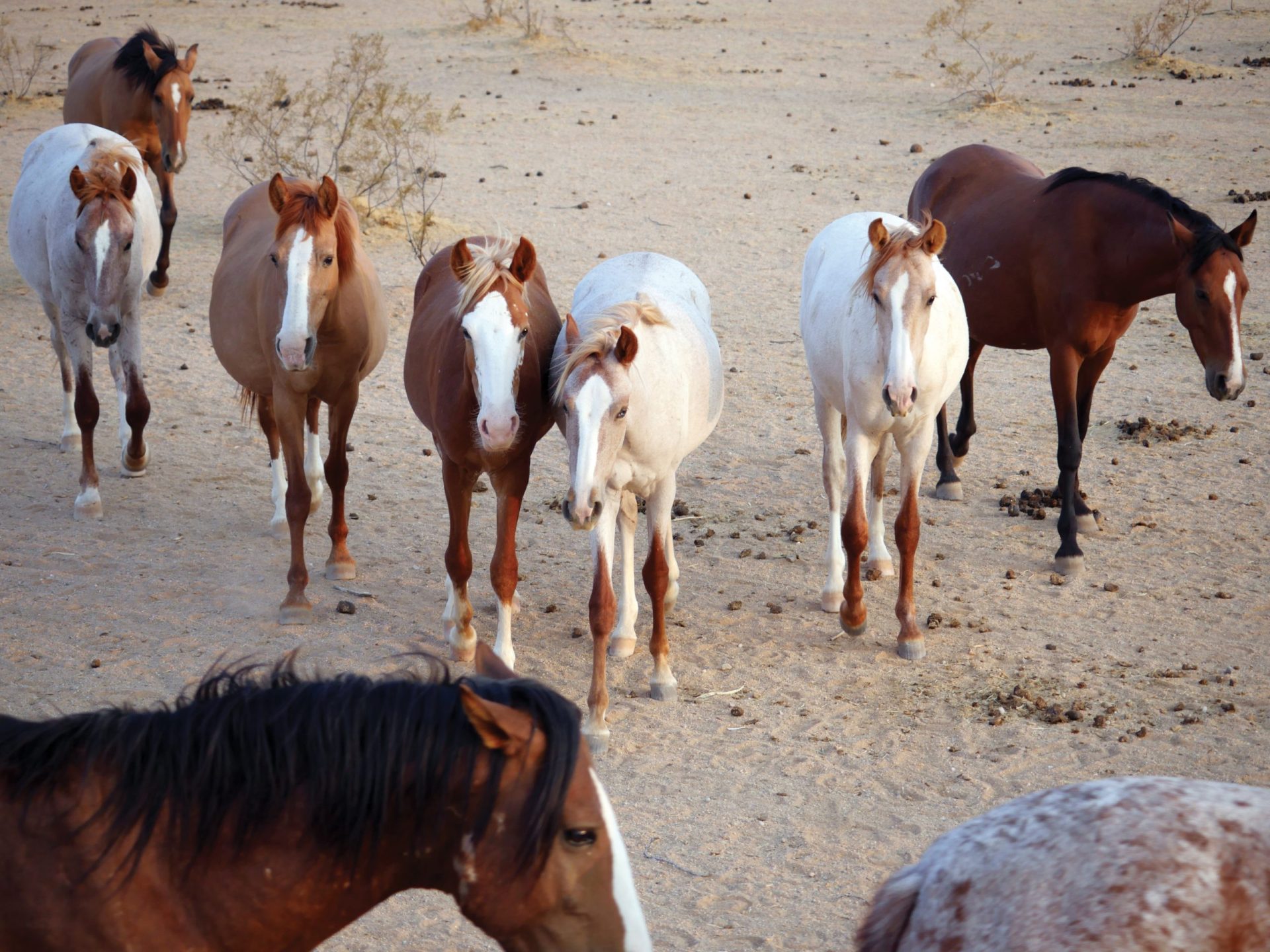 Caring for Protected Wild Horses Takes Dedication