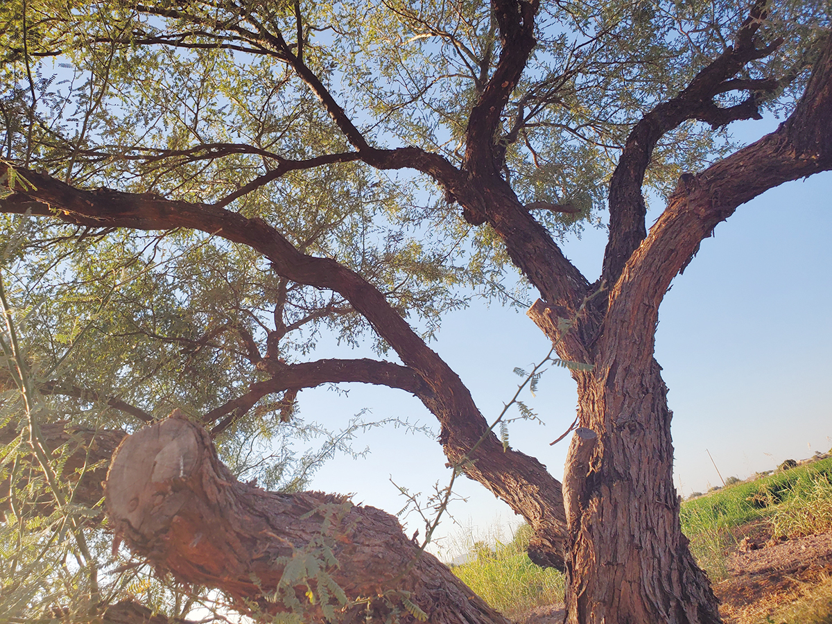 Mesquite Usage by the O’odham and Piipaash