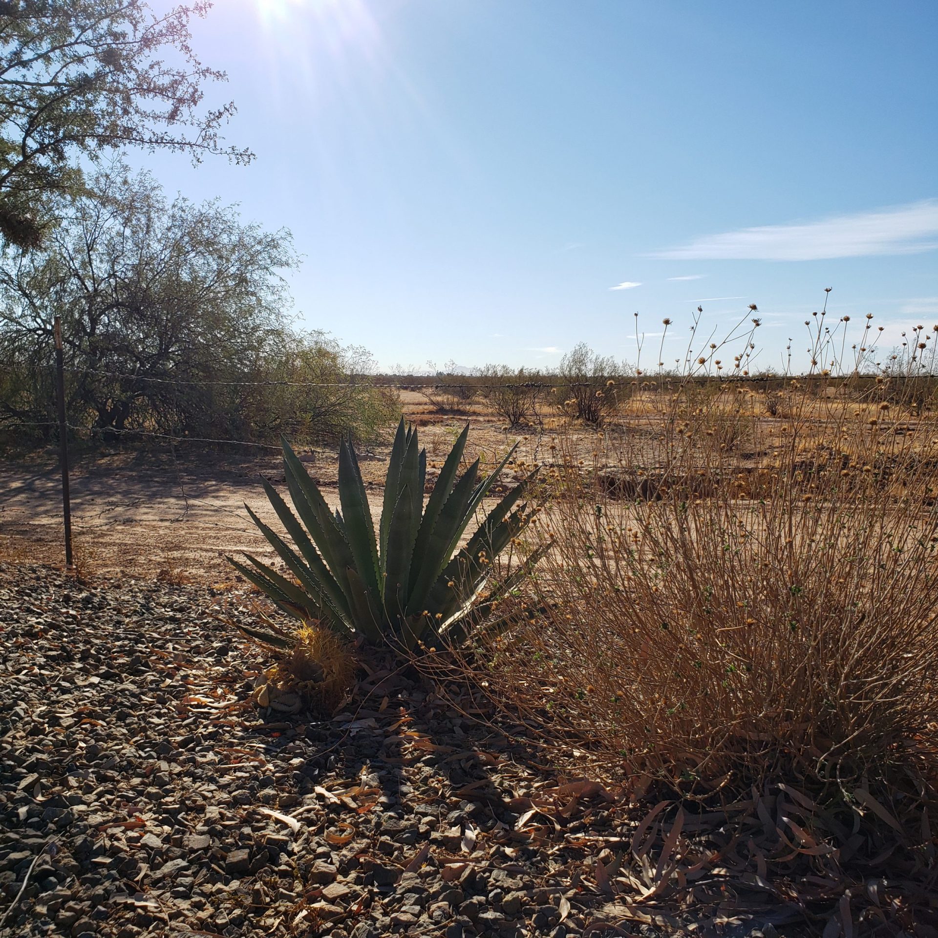 Discover Salt River Brings Geocache to Talking Stick Entertainment District