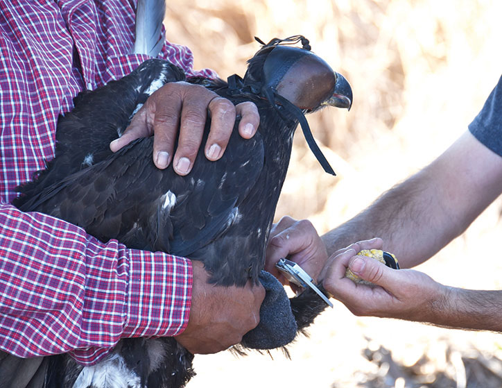 Community Members Participate in Bald-Eagle Banding Event