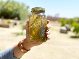 Traditional O’odham Plants: Desert Ephedra