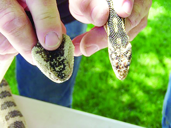 Snakes on the Range: The Three Most Common Snakes in the Community